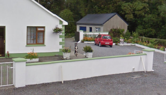 Tingkah Aneh Hewan Juga Muncul Di Google Maps